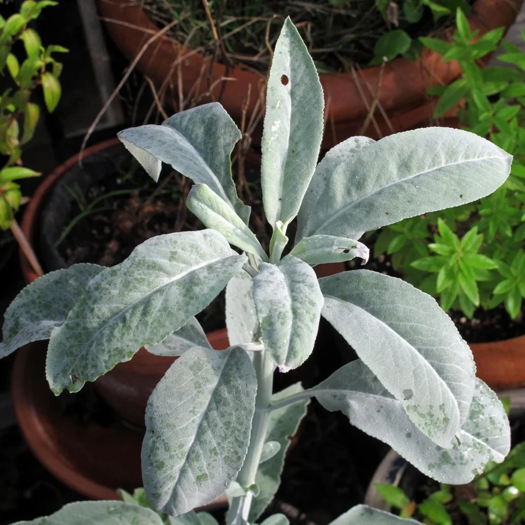 Smudge salvia bianca